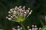 Longleaf milkweed